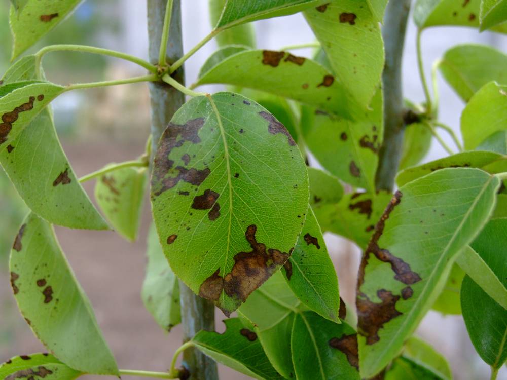 Желтые пятна на листьях груши: что делать, причины болезни и лечение, меры борьбы