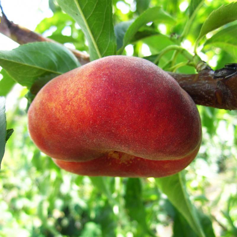 Инжирный персик - фото и описание сорта, выращивание, саженцы, видео