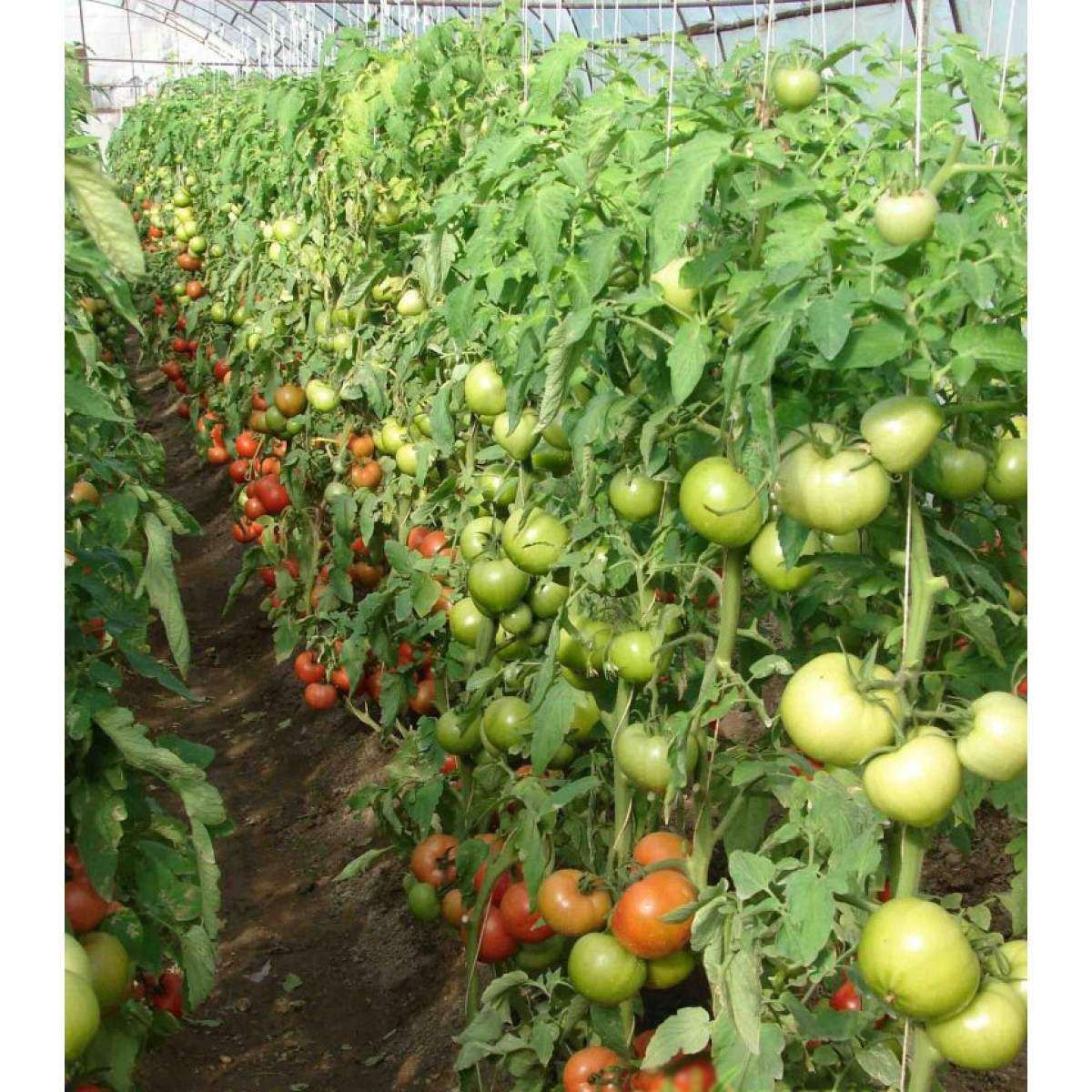 Один из лучших раннеспелых сортов для теплицы — томат берберана f1: подробное описание помидоров