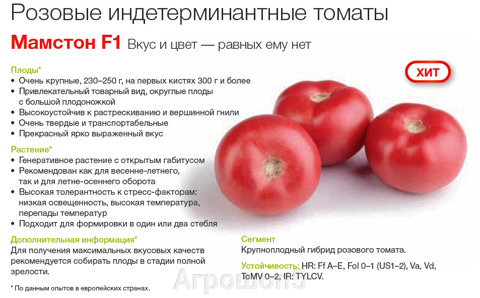 Суперсовременный гибрид — томат «снеговик» f1: описание и фото
