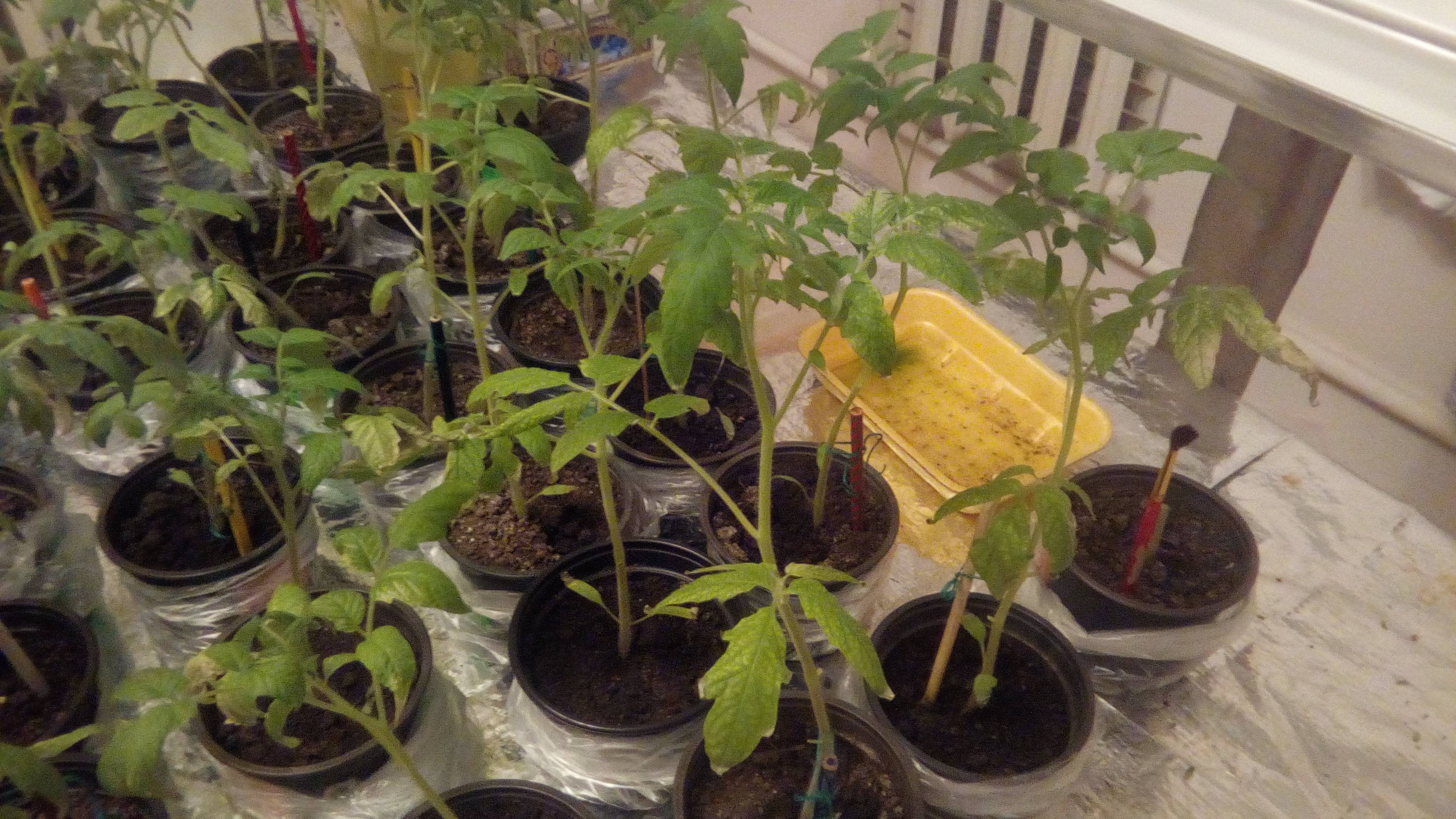 Посев томатов на рассаду в домашних условиях