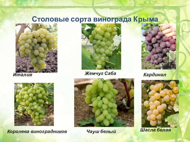 Виноград розовый жемчуг описание сорта. выращивание, отзывы и фото