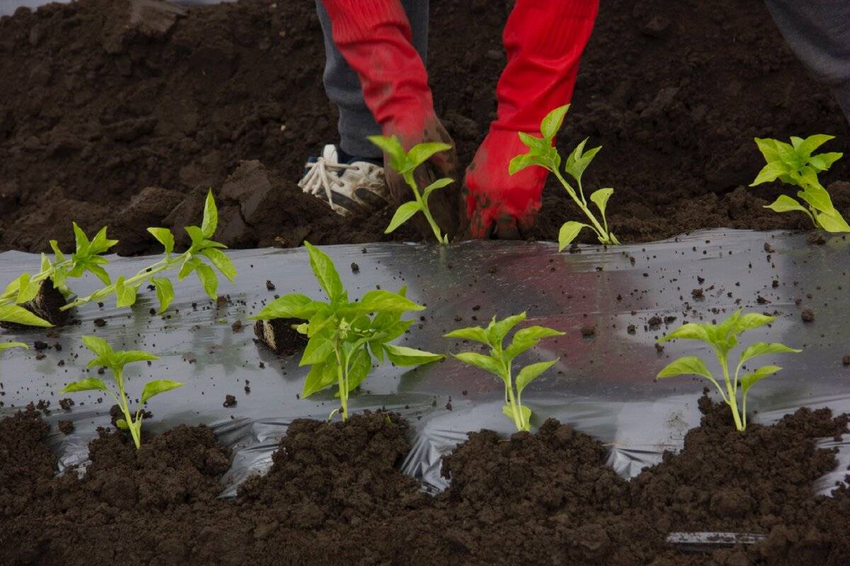 Выращивание рассады перца: как и когда высадить семена, как ухаживать за рассадой, чтобы она была крепкой и здоровой