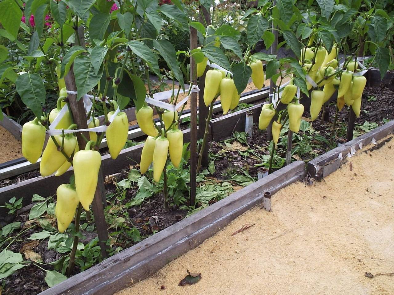 Горький перец: выращивание в открытом грунте, уход, формирование и сбор урожая