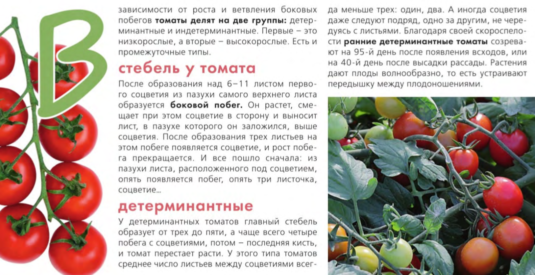 Томат дина - описание сорта, характеристика, урожайность, отзывы, фото
