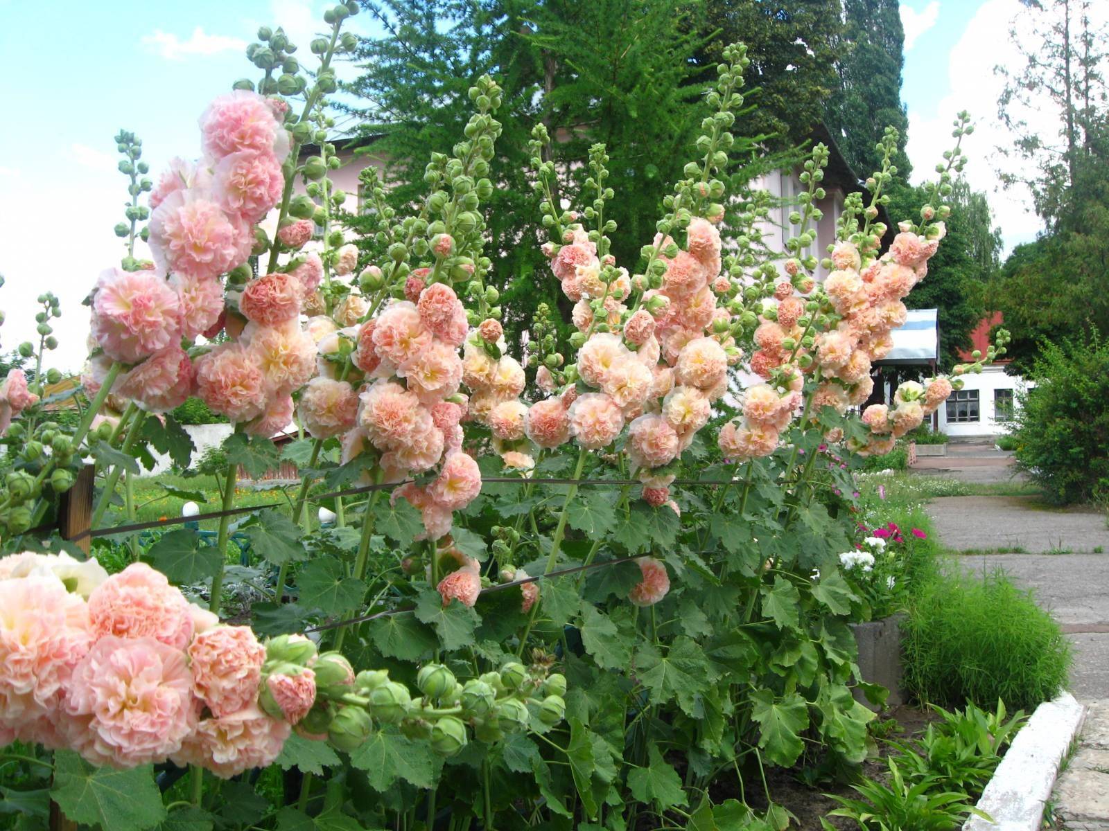 Шток-роза — выращивание и уход за цветами мальвы в саду