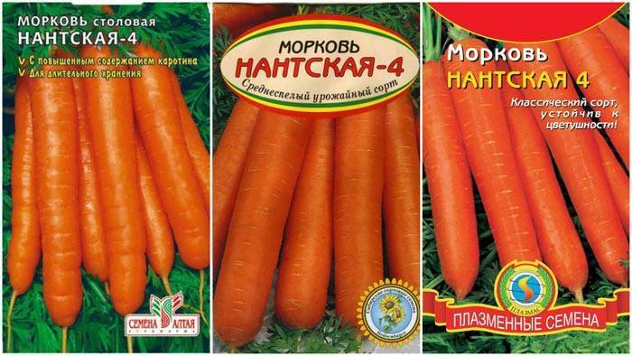 Морковь нантская 4: характеристика и описание сорта, сроки созревания, отзывы дачников об урожайности, когда убирать, фото красных корнеплодов