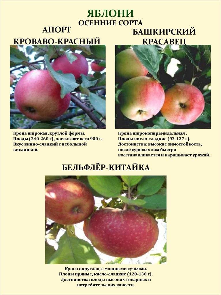 Апорт кроваво-красный: описание яблони, советы по выращиванию и уходу, борьба с вредителями, отзывы садоводов