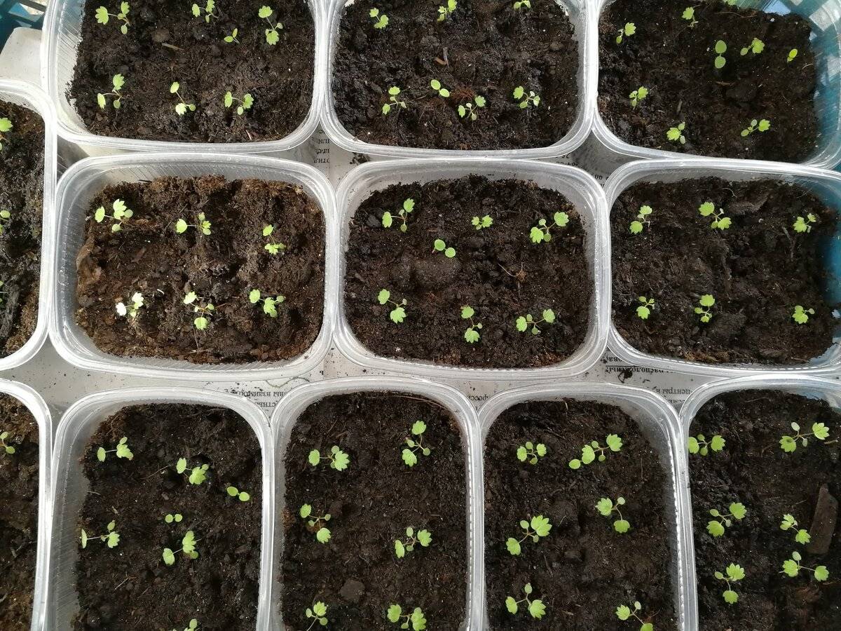 Как в домашних условиях вырастить клубнику из семян на рассаду для начинающих