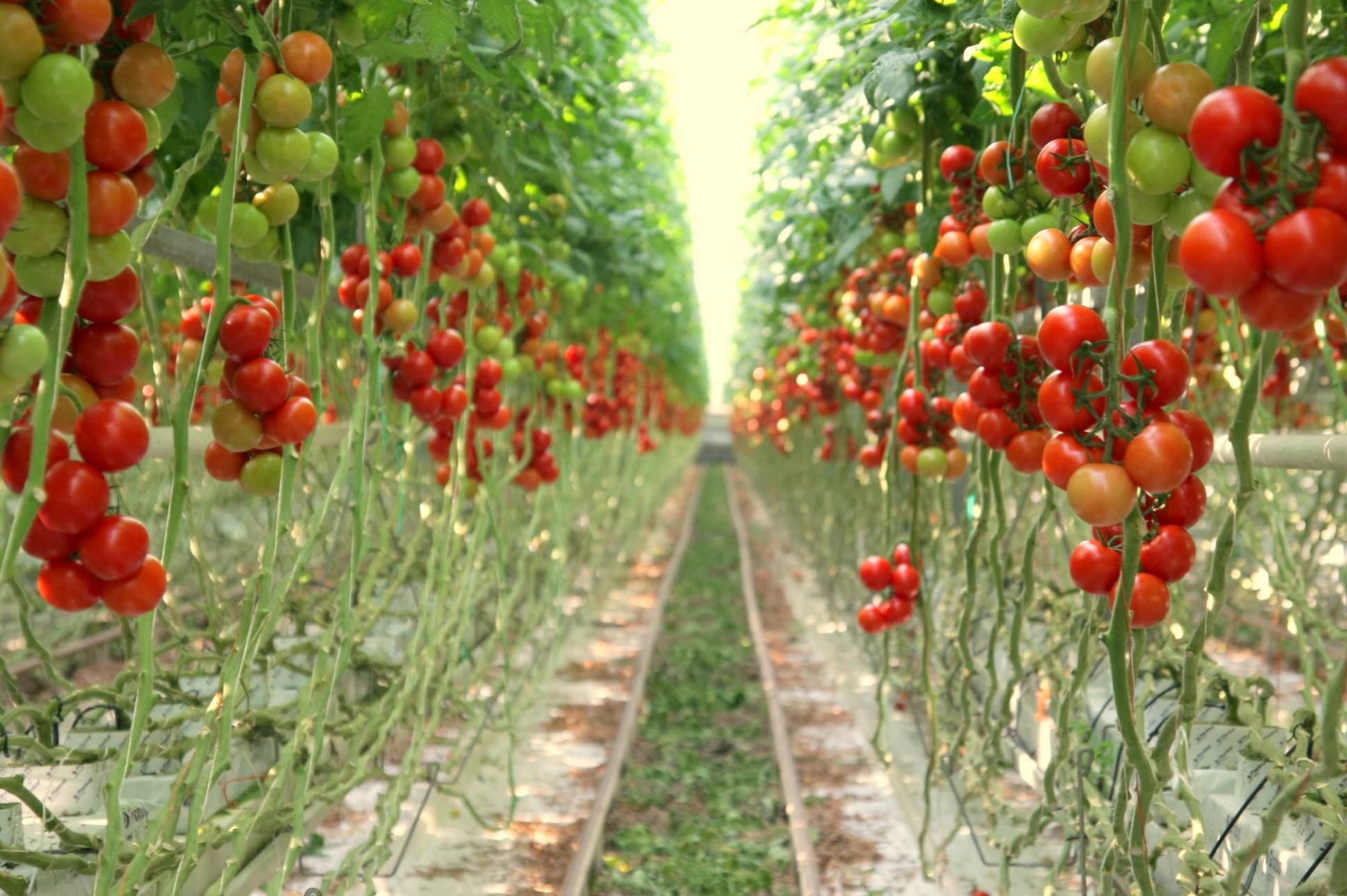 Голландская технология выращивания томатов: в теплице и открытом грунте – уход, рассада, высадка, температуры, полив, подкормка