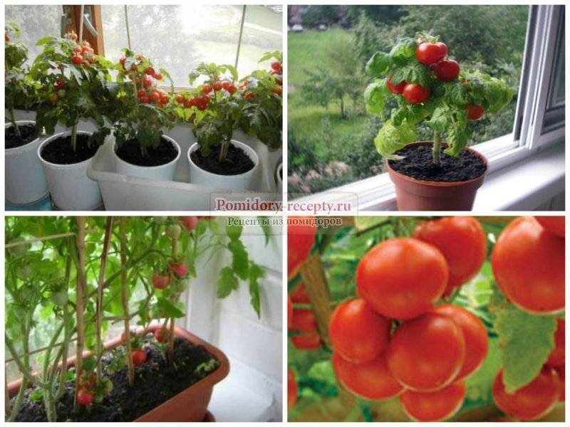Как вырастить помидоры черри на подоконнике и на балконе
