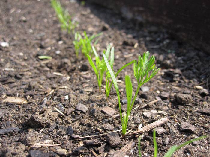 Морковь не взошла: можно ли посадить в июне на грядки, почему такое произошло, что еще нужно сделать, если растение не появилось в нужное время