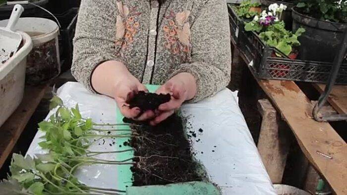 Томаты в самокрутке из подложки улитке: выращивание рассады пошагово с фото
