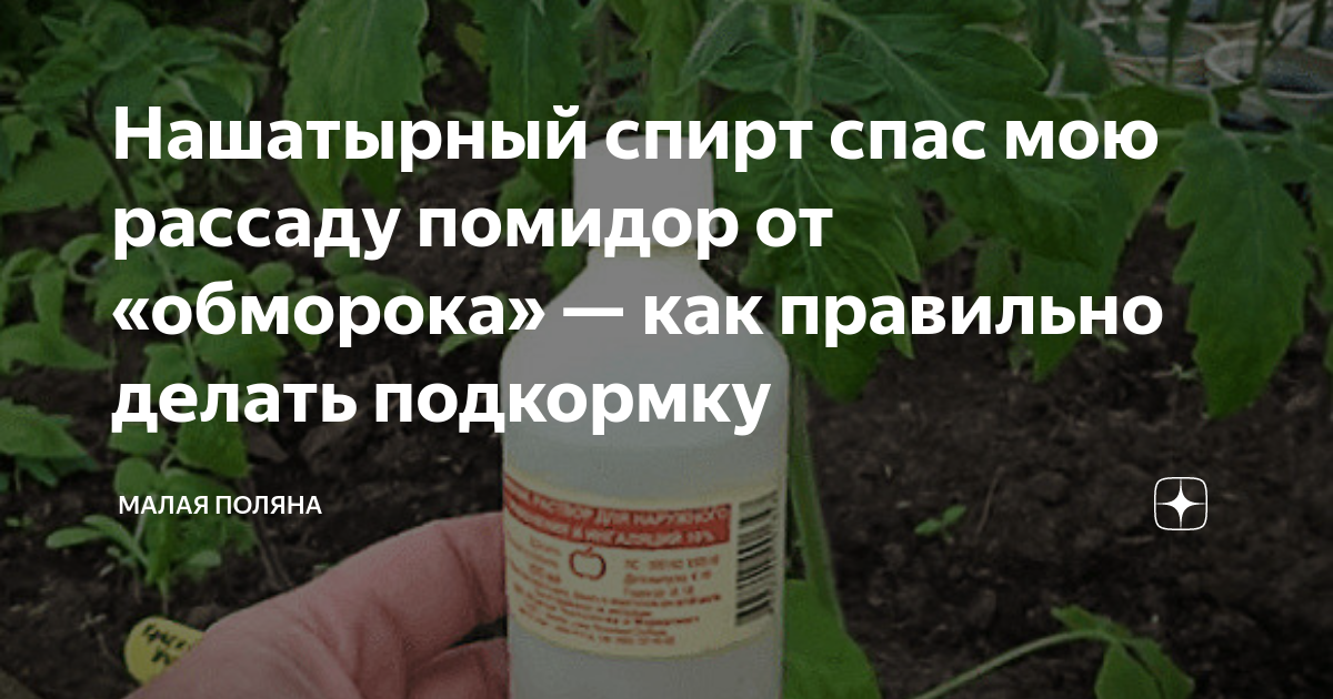 Подкормка растений нашатырным спиртом: как удобрять томаты, огурцы, лук и чеснок раствором аммиака
