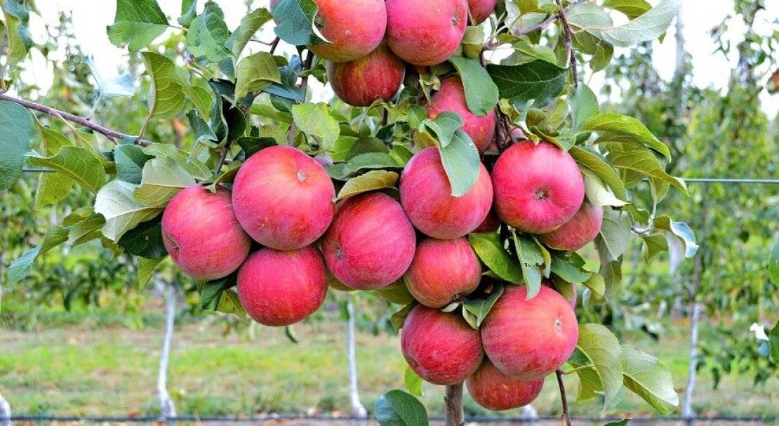 Яблоки фуджи, откуда привозят, где растут, польза и вред, описание