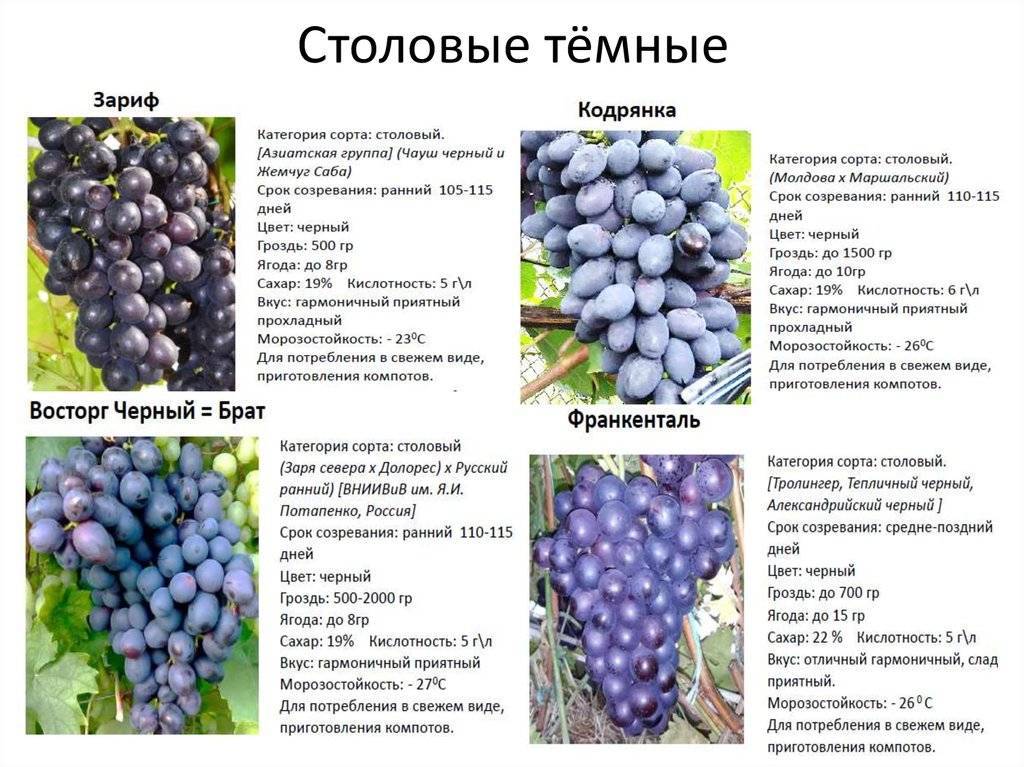 Описание и характеристики сорта винограда Кодрянка, срок созревания и уход