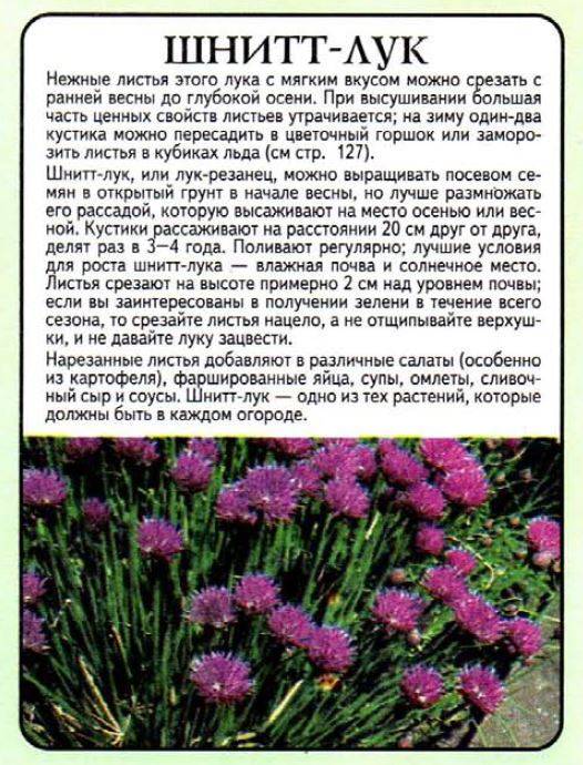 Многолетний лук: название, сорта, фото, выращивание и уход :: syl.ru
