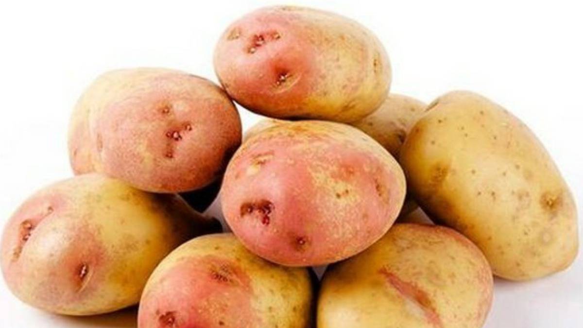 Пикассо: описание семенного сорта картофеля, характеристики, агротехника