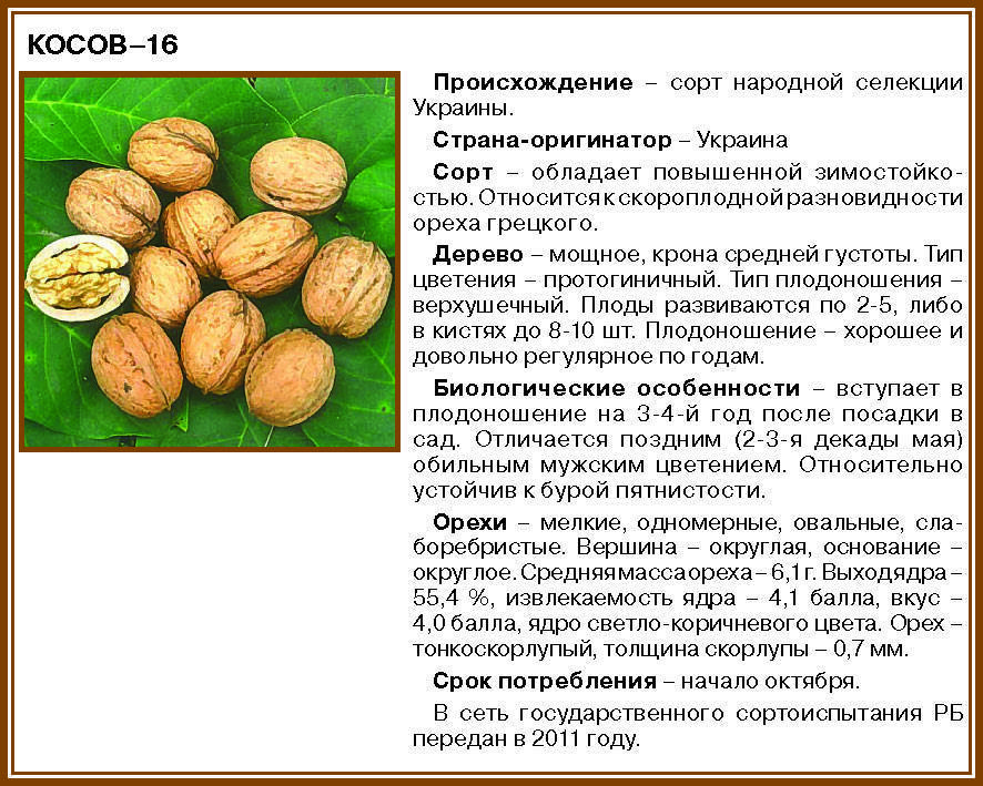 Орехи для средней полосы: виды и условия выращивания