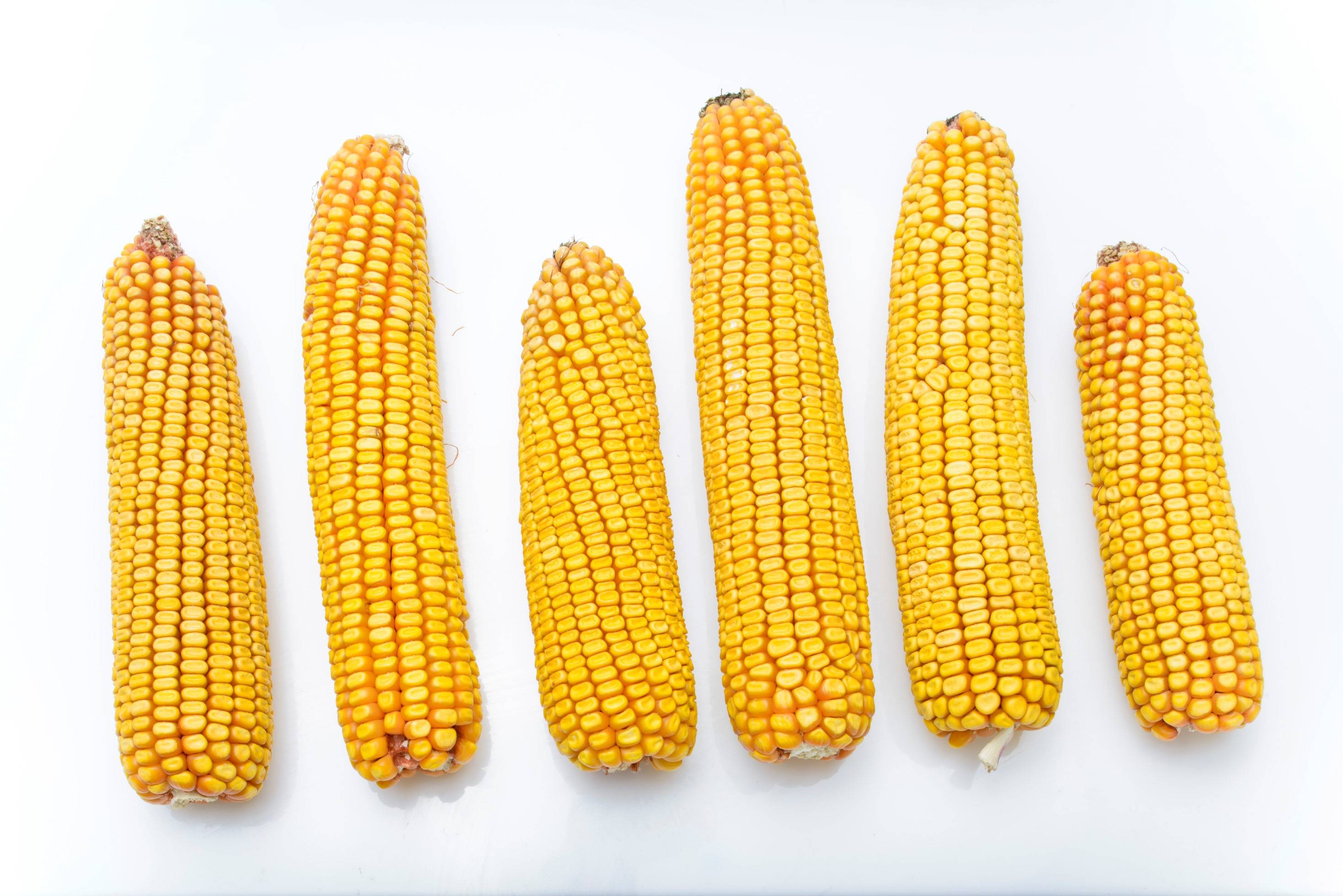 Как хранить кукурузу в домашних условиях; как хранят вареную кукурузу