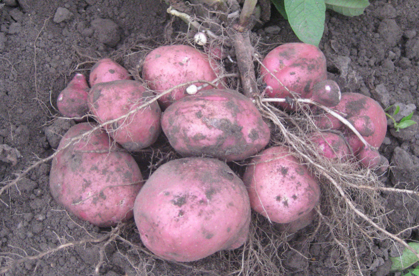 Картофель рокко: описание сорта, характеристика и фото, а также выращивание и уход