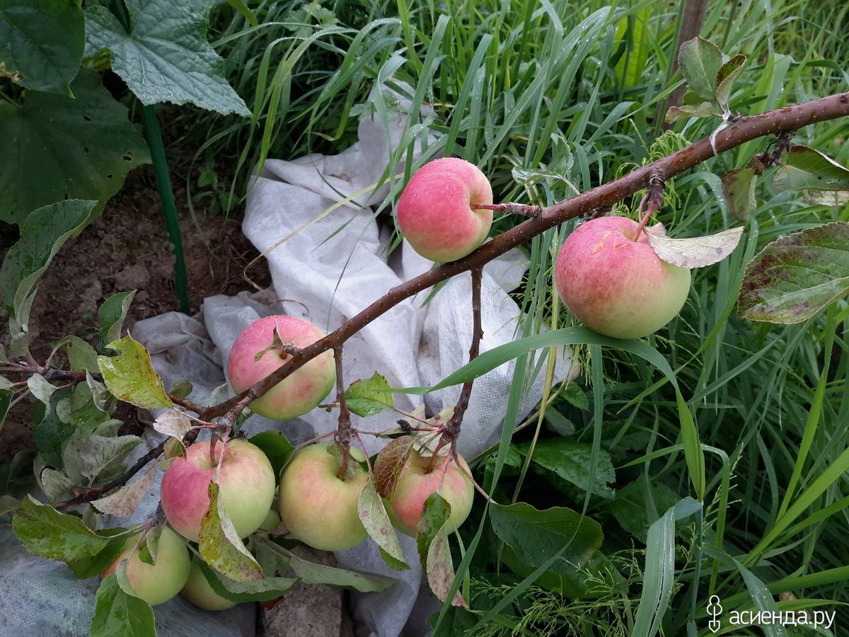 Описание и характеристики яблони сорта имрус, выращивание и размножение