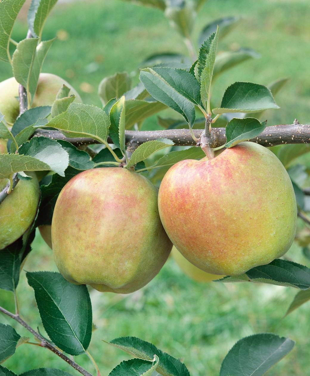 Описание и характеристики яблок сорта муцу, посадка, выращивание и уход