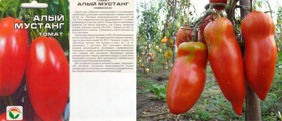 Томат алый мустанг: характеристика и описание сорта, урожайность отзывы фото