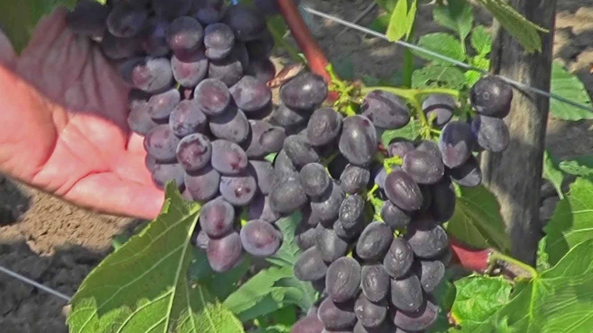 Виноград юпитер кишмиш: описание и характеристики сорта, выращивание с фото