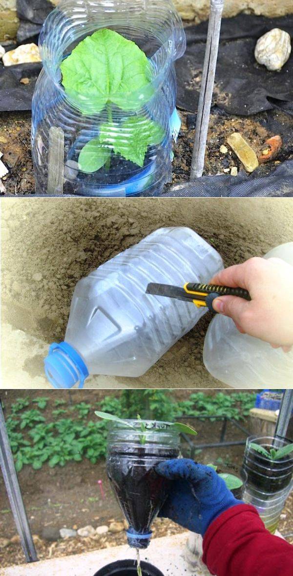 Как выращивать огурцы в 5 литровых пластмассовых бутылках: посадка и уход, фото