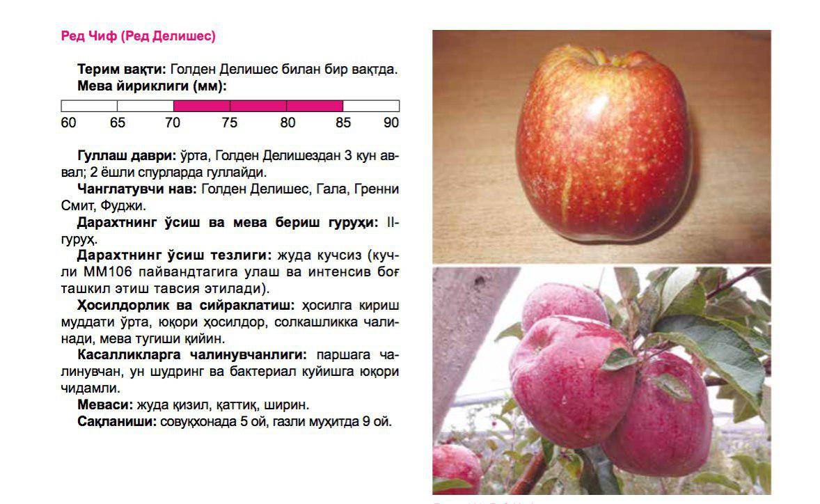 Сорт яблони чемпион: описание и особенности выращивания
