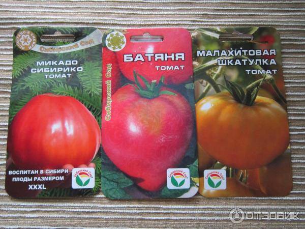 Томат «малахитовая шкатулка»: настоящий изумруд от сибирских коллекционеров, как правильно выращивать эти помидоры