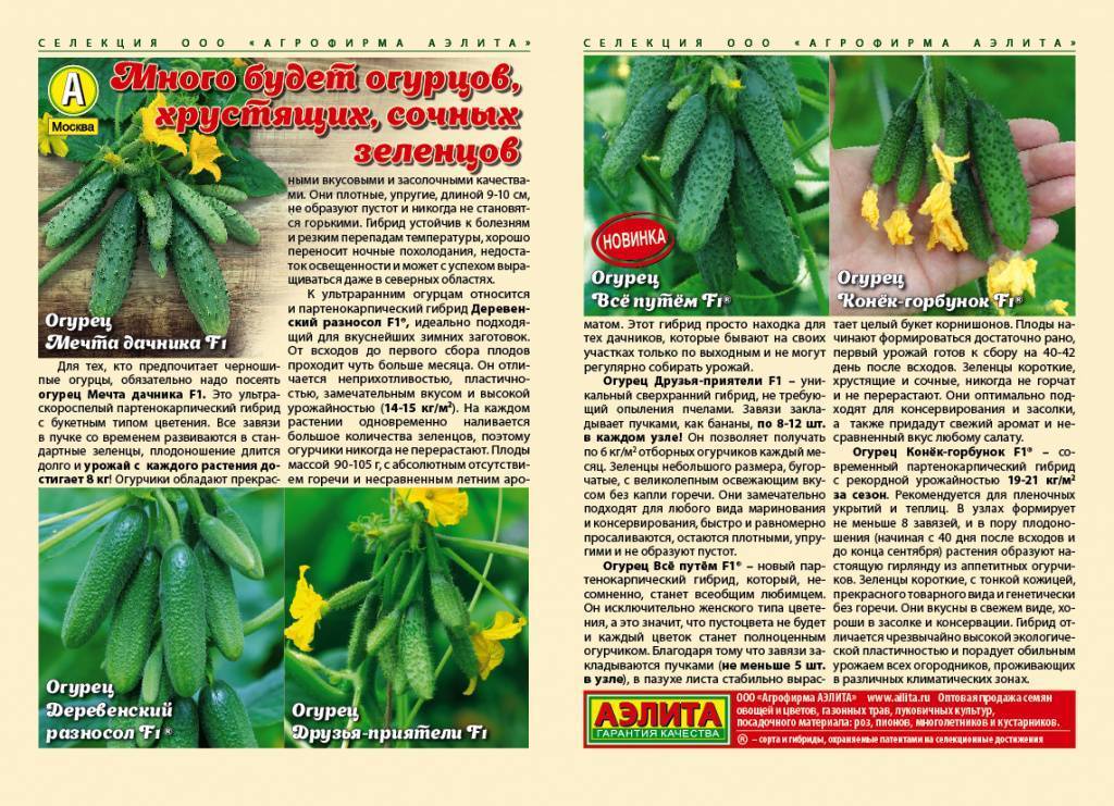 Партенокарпический сорт огурцов: что это такое, описание семян гибридов и выращивание в открытом и защищенном грунте