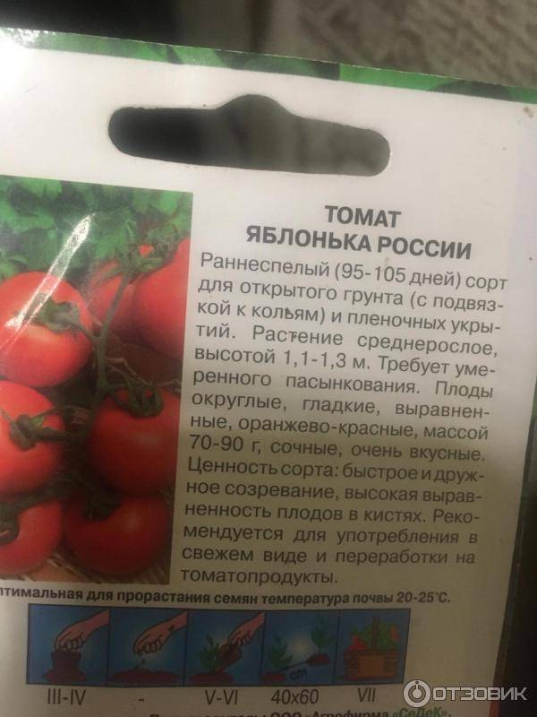 Томат яблонька россии: характеристика и описание сорта, выращивание и уход
