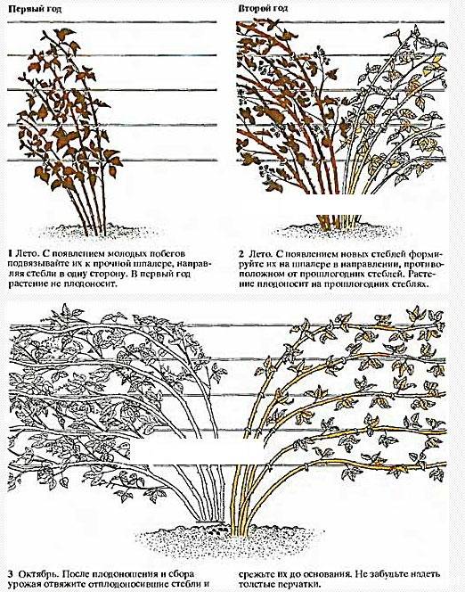 Ежевика торнфри - описание сорта, фото и отзывы, выращивание и уход, формирование куста