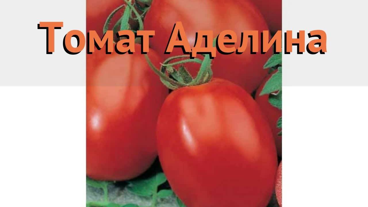 Томат аделина: характеристика и описание сорта, фото и отзывы об урожайности тех кто сажал помидоры
