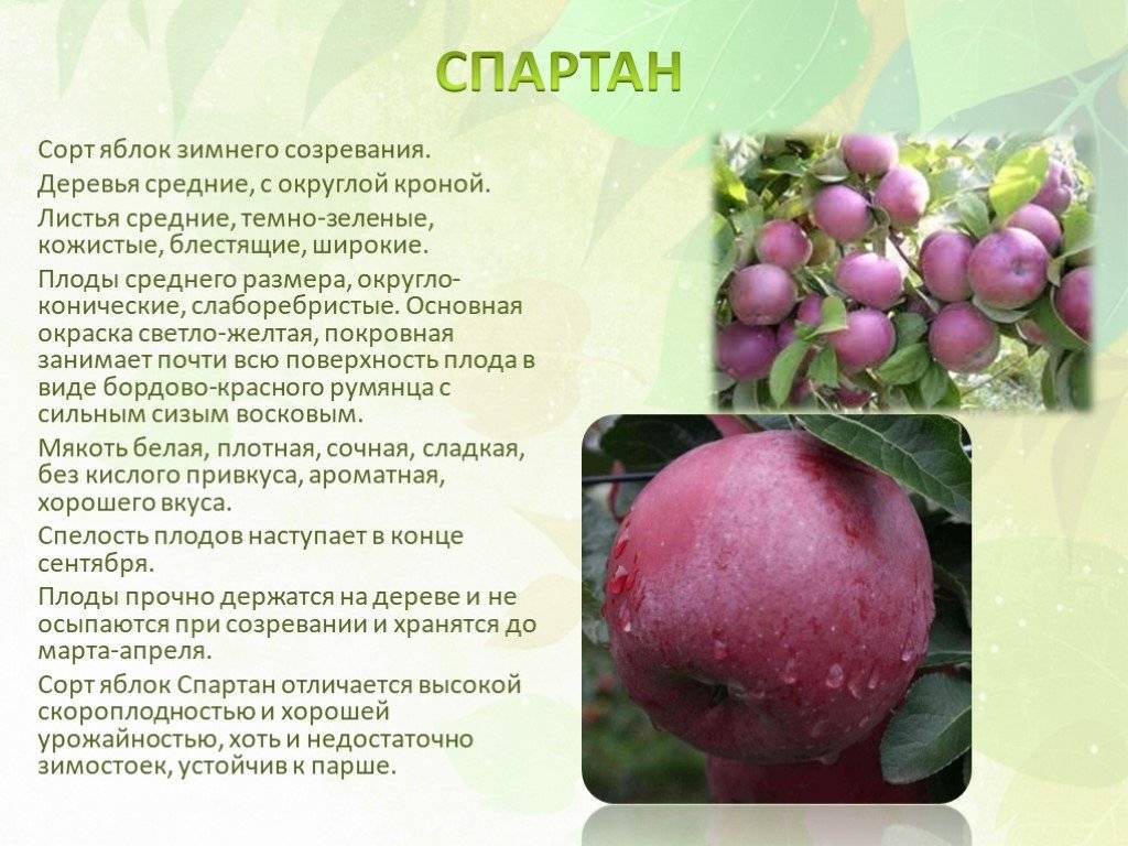 Яблоня спартак: описание и характеристики сорта, посадка и выращивание с фото