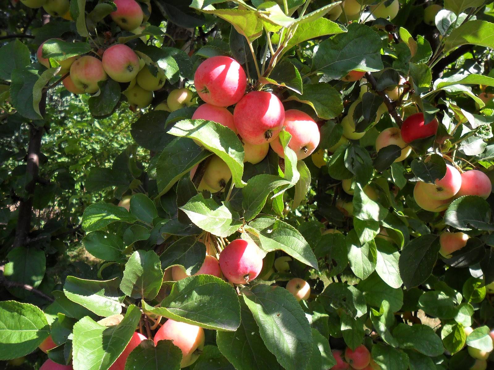 Почему не плодоносит яблоня – все возможные причины и советы, что делать