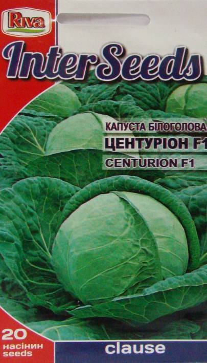 Описание сорта капусты Центурион F1 и агротехника выращивания