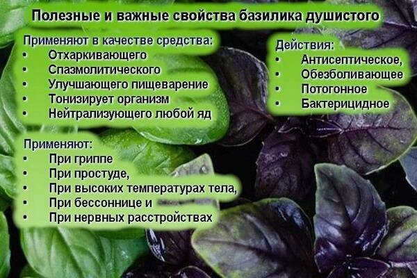 Базилик: выращивание из семян, особенности посадки и уход :: syl.ru