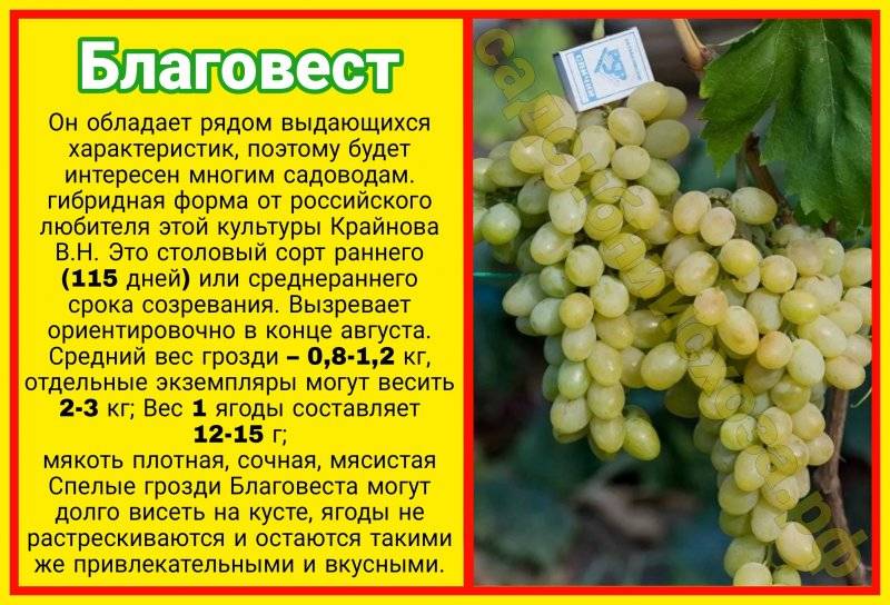 Виноград тасон описание и особенности сорта с фото