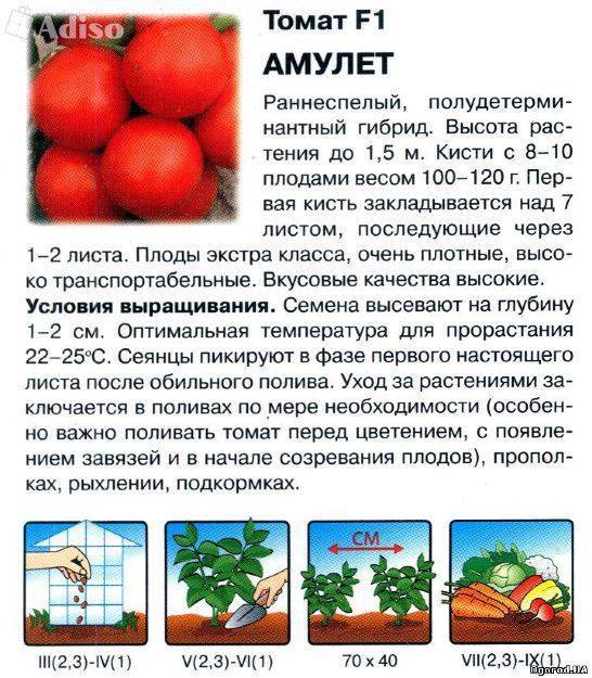 Топ-5 лучших сортов ампельных томатов, на которые обязательно стоит обратить внимание