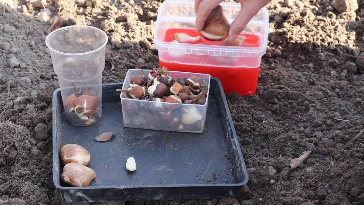 Обработка тюльпанов перед посадкой осенью, как и чем подготовить луковицы к посадке, чем обработать землю