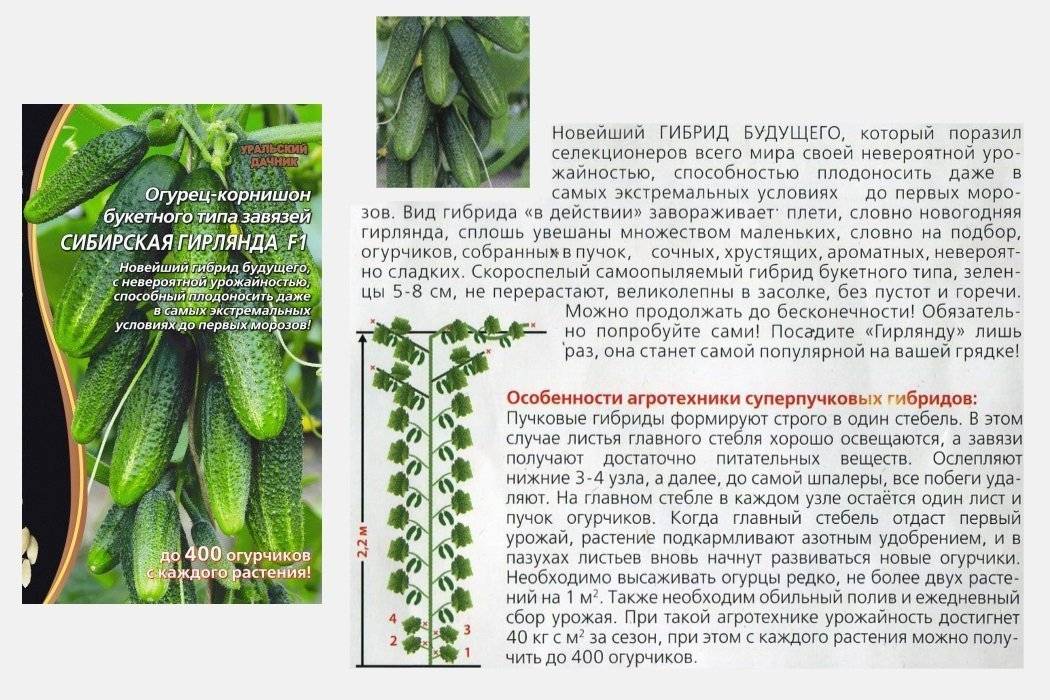 Описание огурца Гирлянда и особенности выращивания сорта