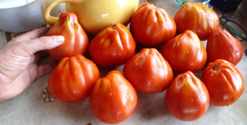 Среднерослый сорт с красивыми и вкусными плодами — томат сердце буйвола: описание помидоров и их характеристики