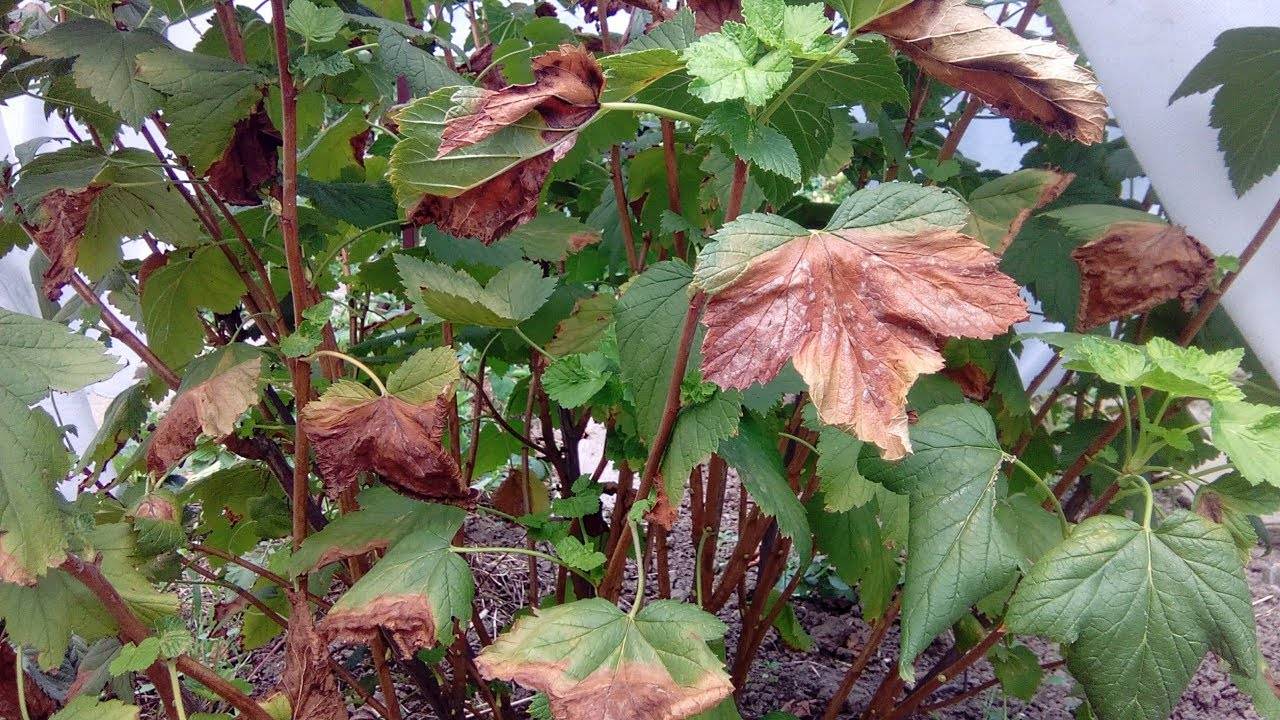 Листья смородины желтеют и сохнут — 13 причин и что делать