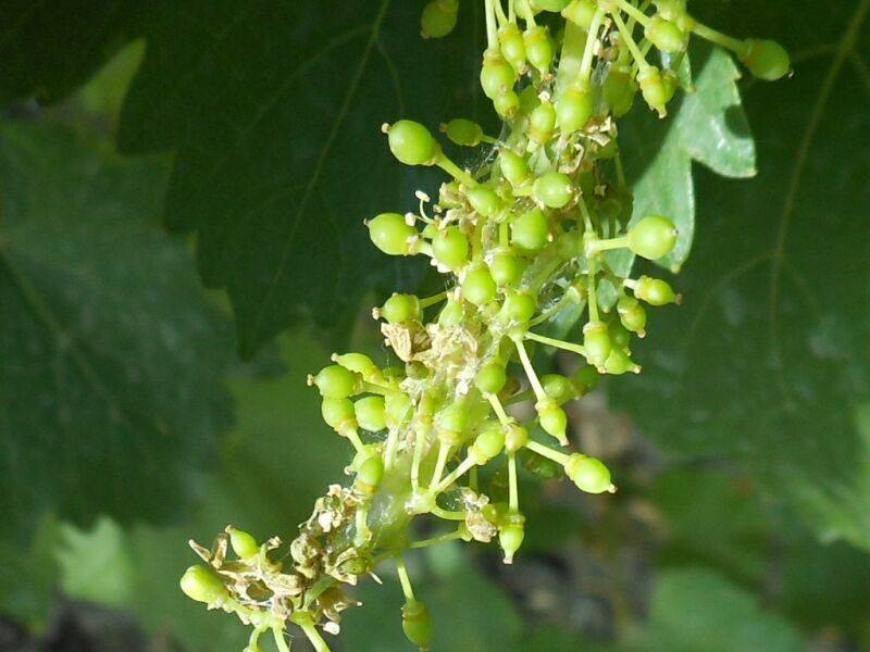 Вредители винограда – как определить и чем обработать?
вредители винограда – как определить и чем обработать?