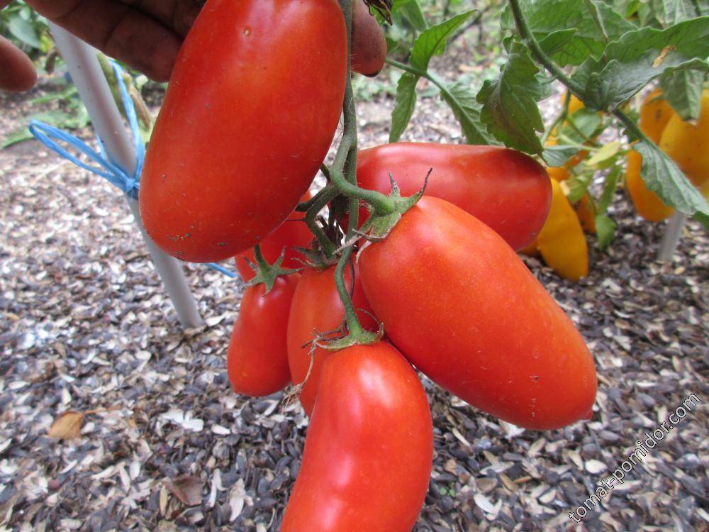 Японский и китайский способ выращивания рассады томатов - в чем суть и плюсы