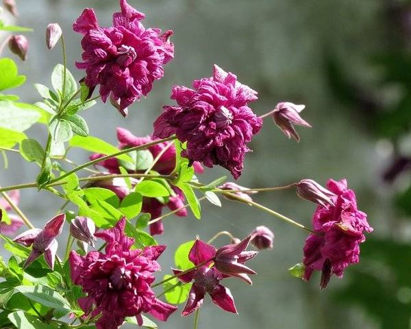 Клематис пурпуреа плена элеганс: описание сорта и его характеристика, размер цветка, фото