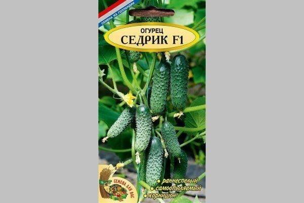 Описание сорта огурца седрик f1, его характеристика и урожайность